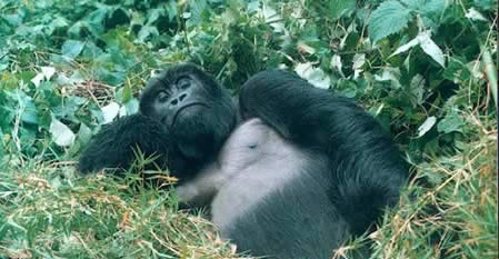 Lounging