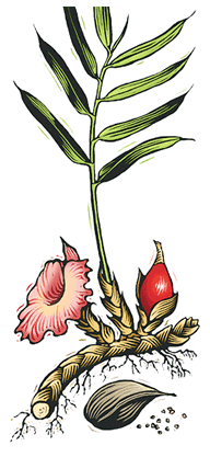 Grains of Paradise